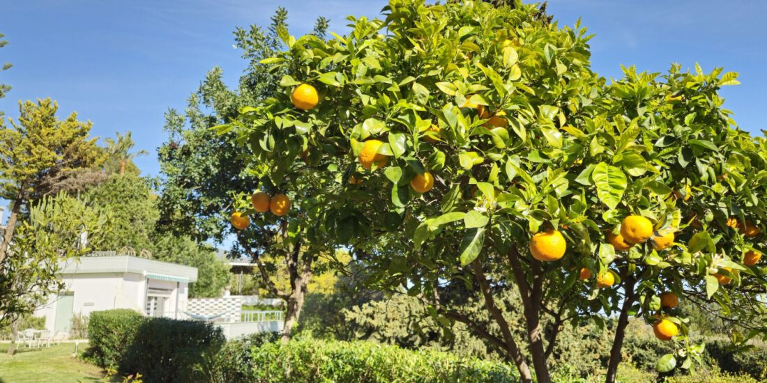 Finca Las Brisas fruits