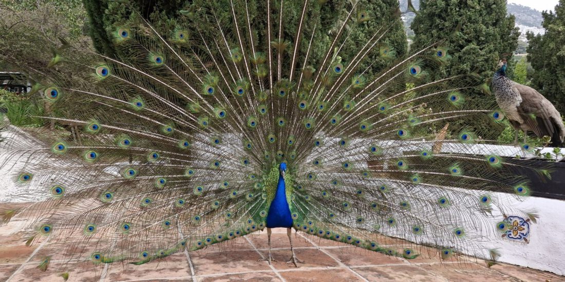 Finca Las Brisas peacock